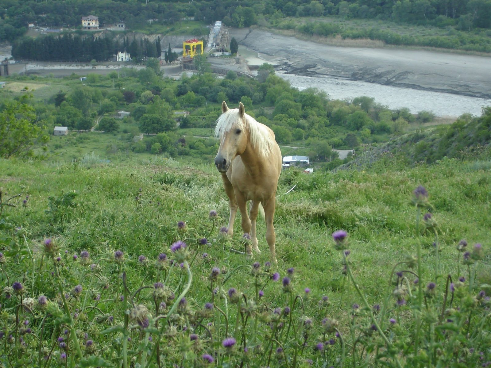 Un cheval sur la pente, en bas une rivière et un barrage.