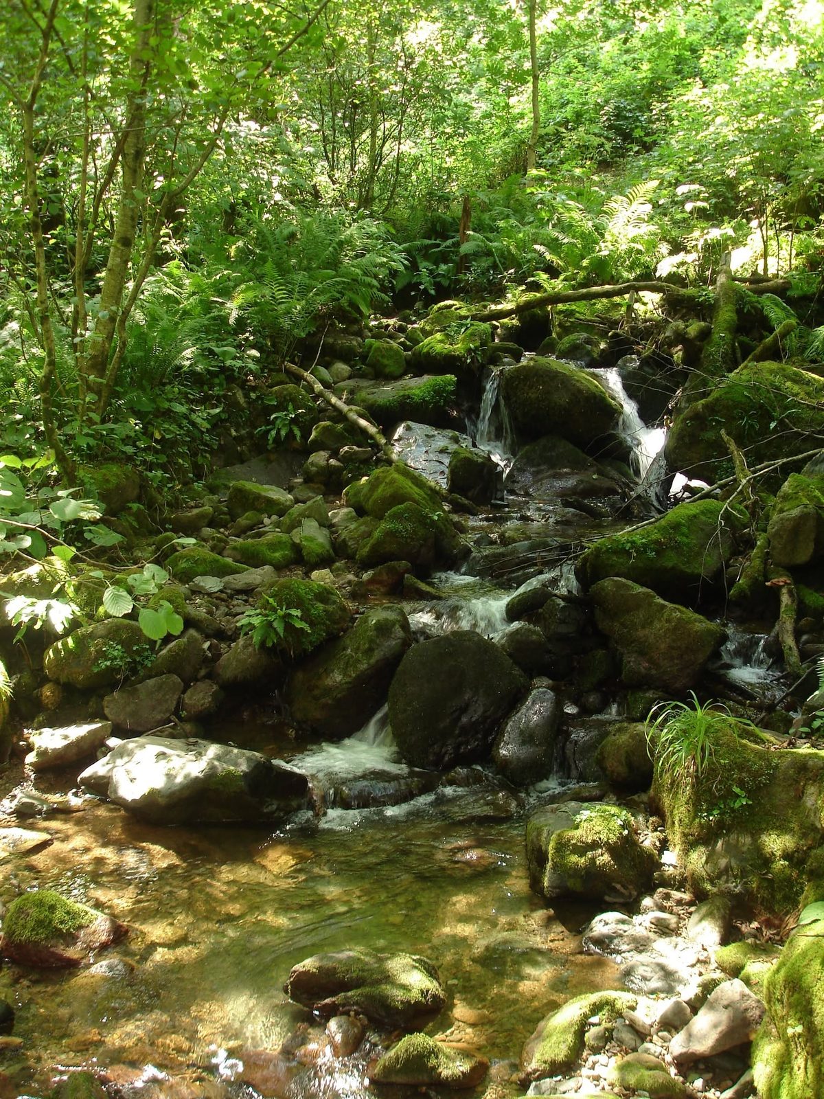 Un ruisseau en forêt : l'eau reste froide même par forte chaleur.