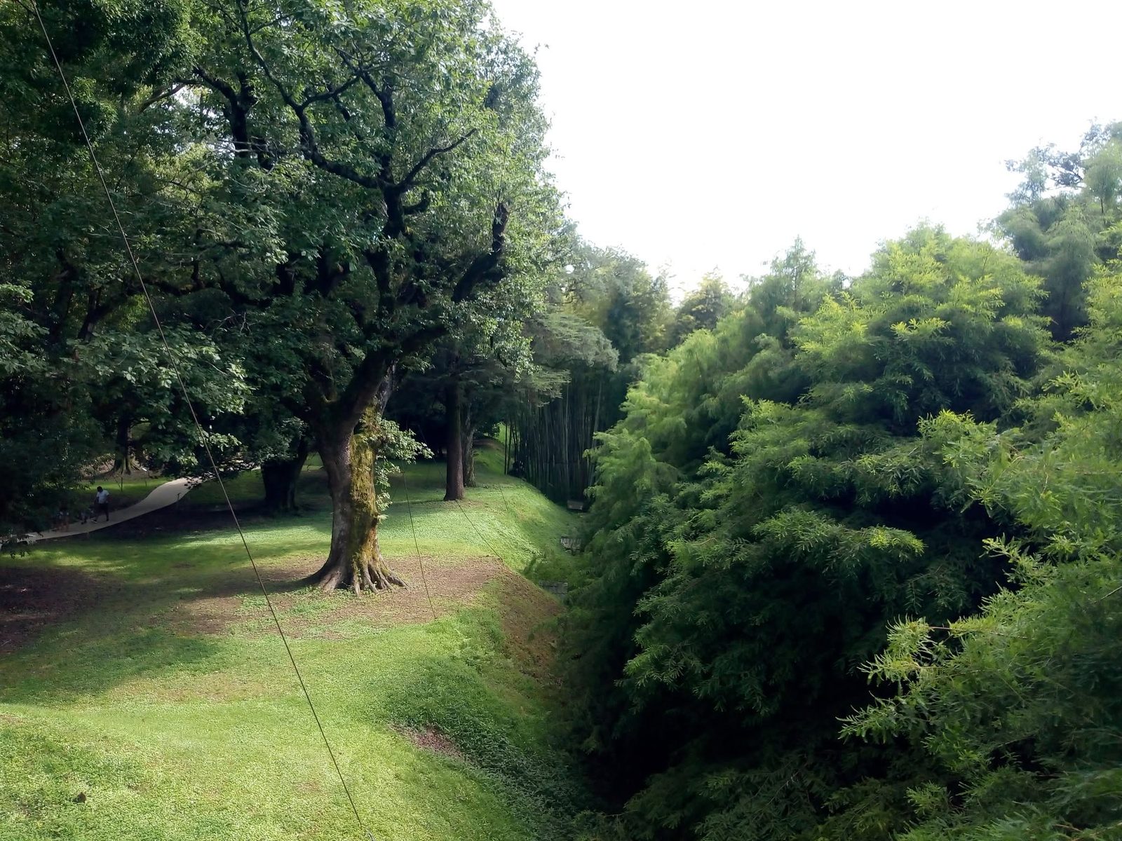De vieux arbres dans un parc : de l'ombre et du silence.