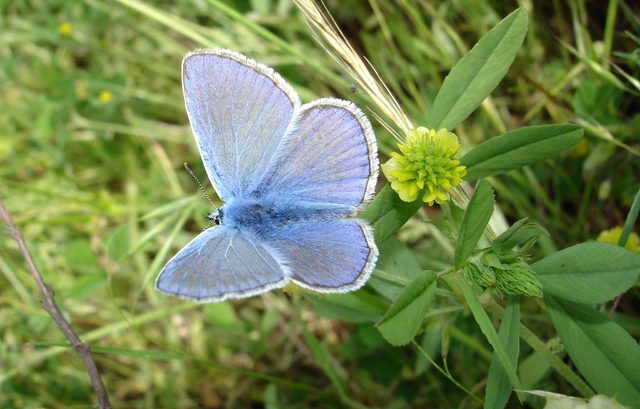 L'été en forêt et dans les prés : petites découvertes