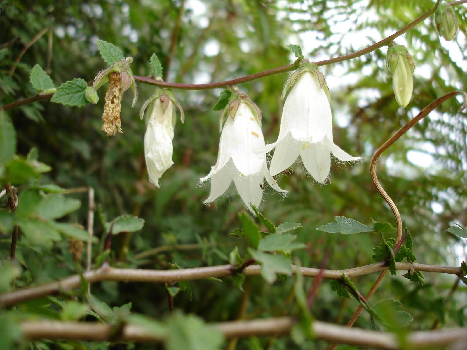 Des campanules blanches sur une fine branche.