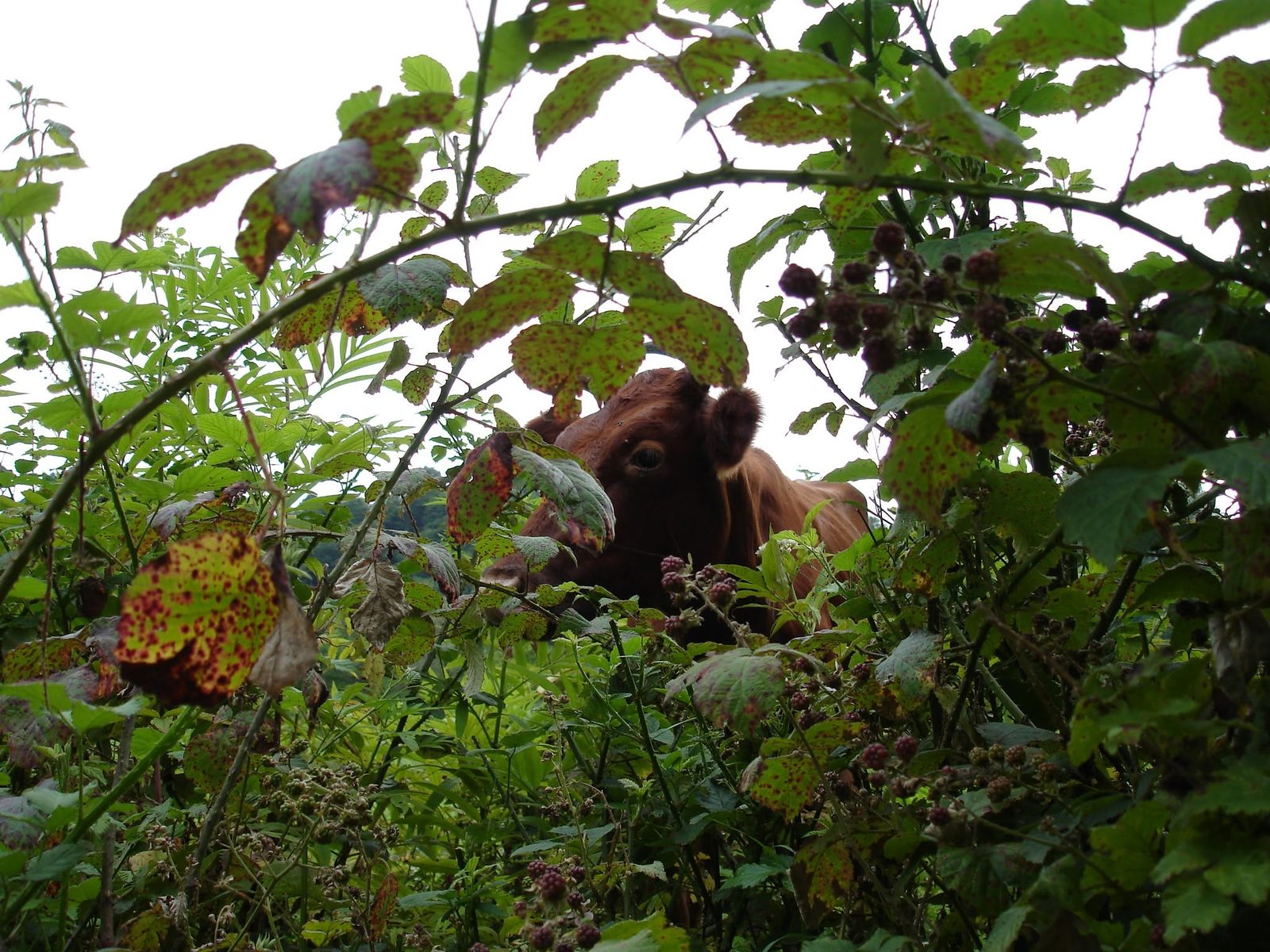 Une vache qui regarde entre les ronces.