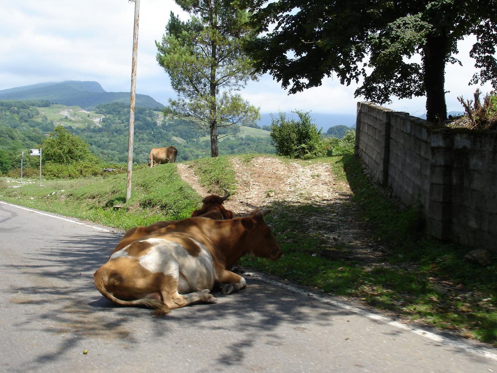 Une pause au bord de la route : la vache n'est pas pressée.