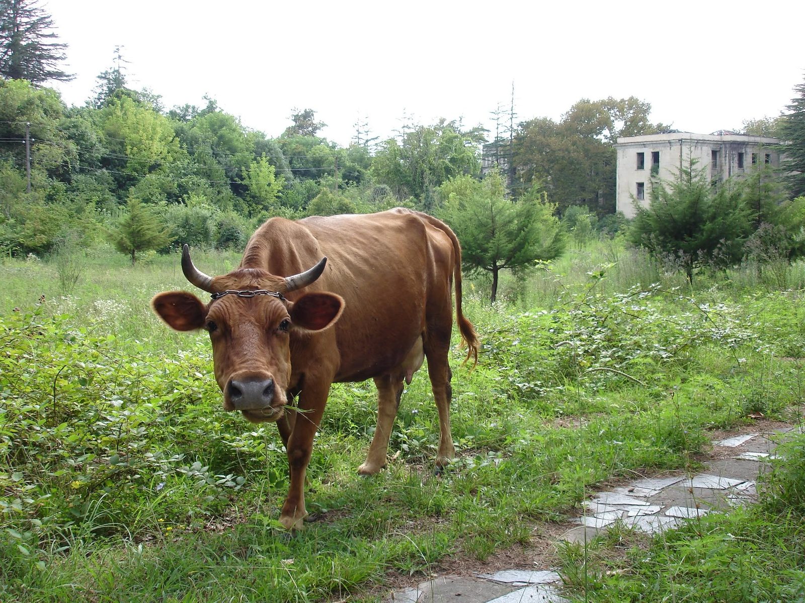 Une vache curieuse sur le chemin, à côté d'un vieux bâtiment.