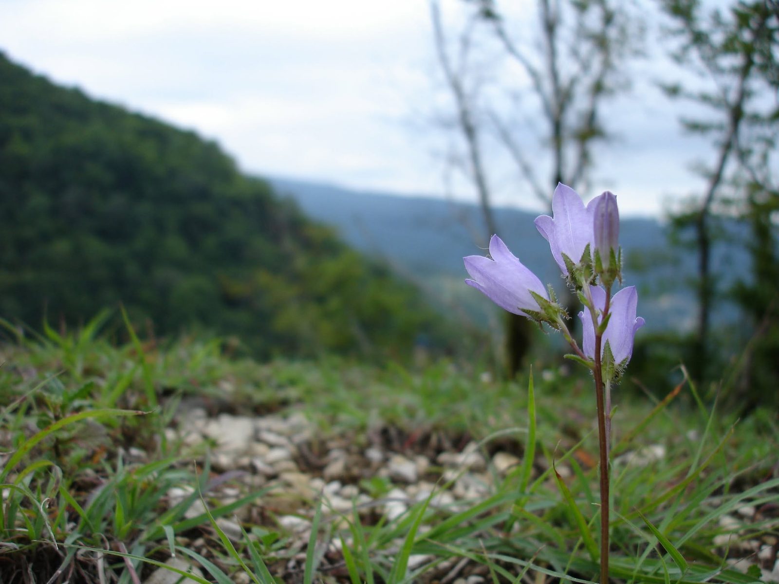 Une fleur isolée sur la pente, des collines floues derrière.