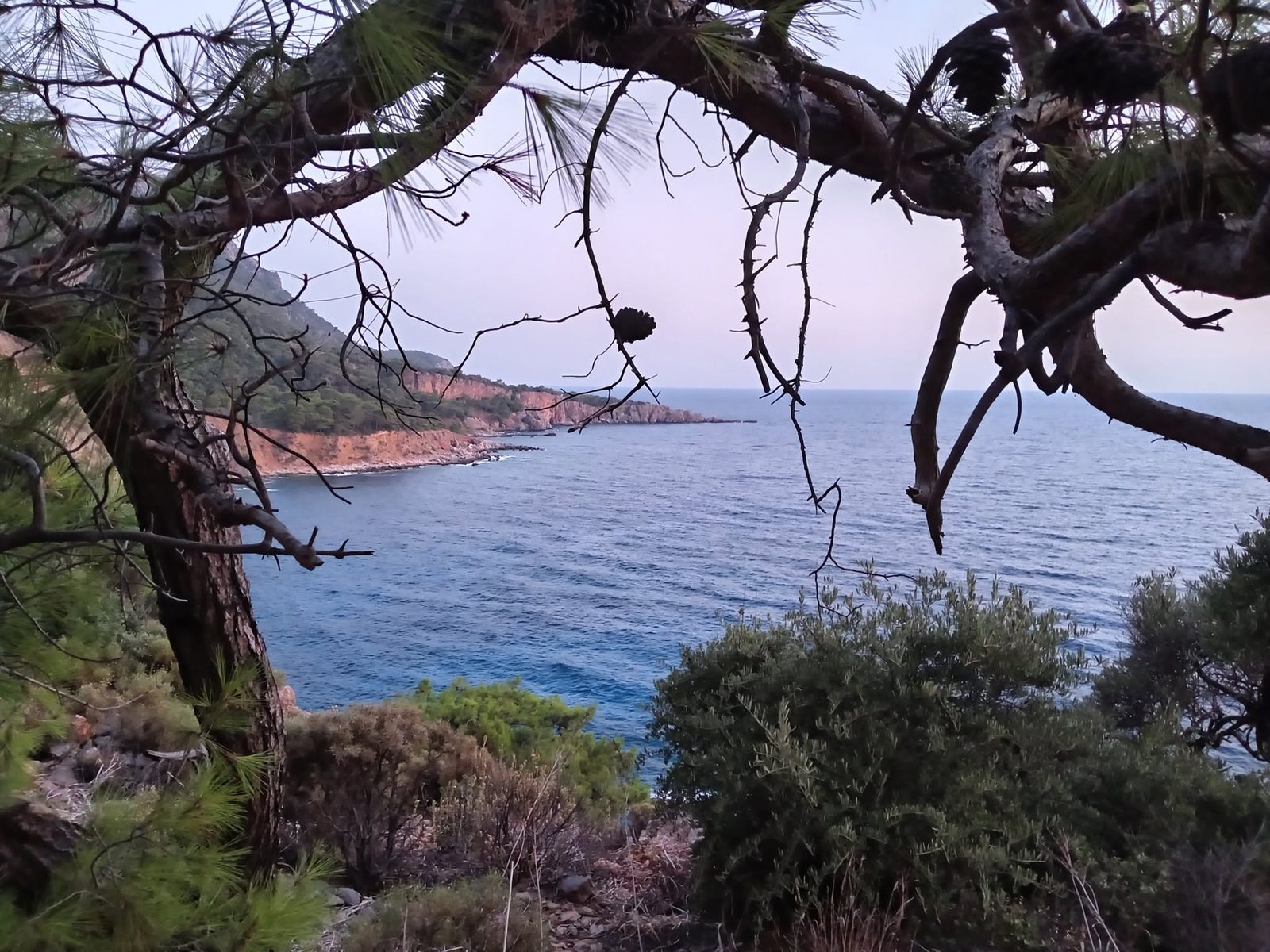 Une crique rocheuse entre des branches de pin.