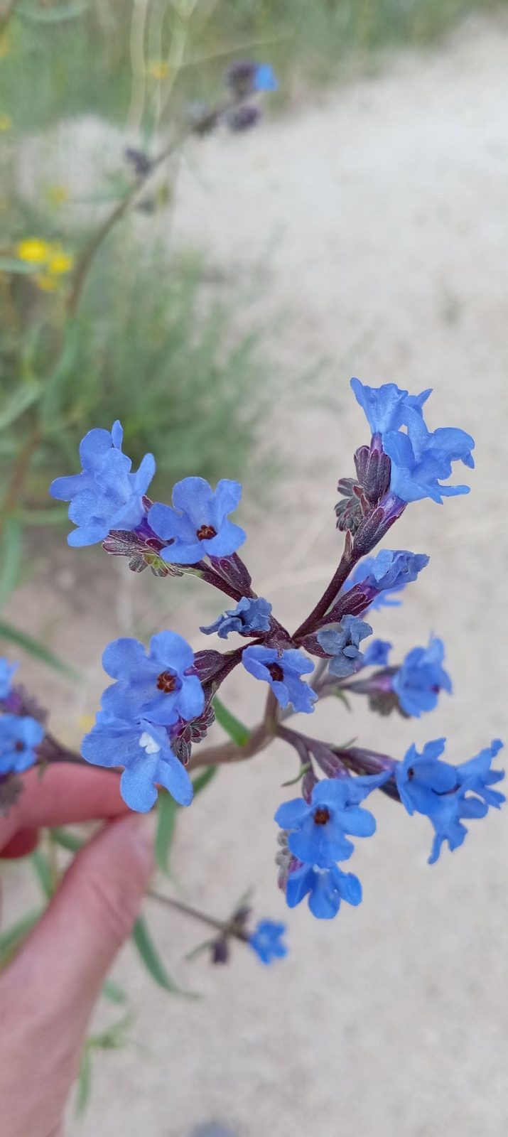 De petites fleurs bleues au bord du sentier : on a envie de les regarder de près.