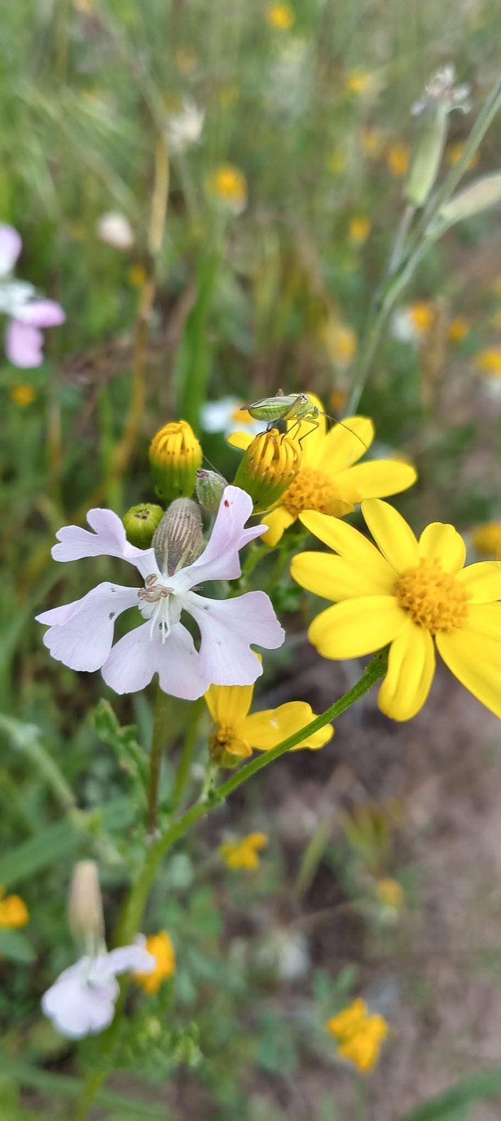 Une prairie de printemps : marguerites jaunes et fleurs claires.